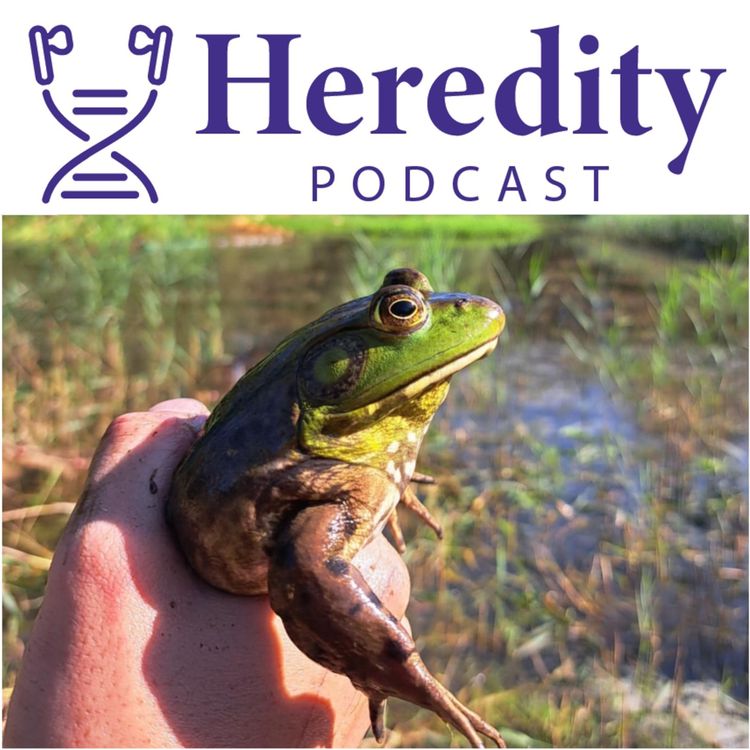 cover art for The American Bullfrog invasion of Belgium