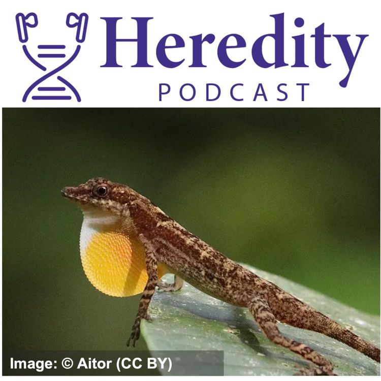 cover art for Colourful signals in Anolis lizards