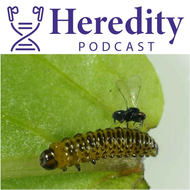 cover art for Resisting parasitoids: beetle v wasp