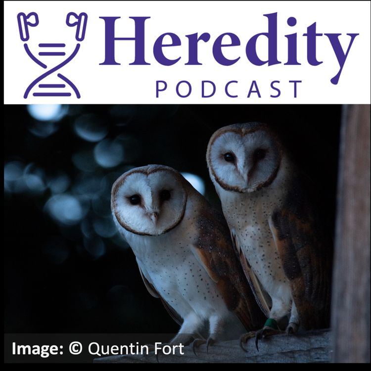 cover art for Student Paper Prize 2025 - Inbreeding in European Barn Owls