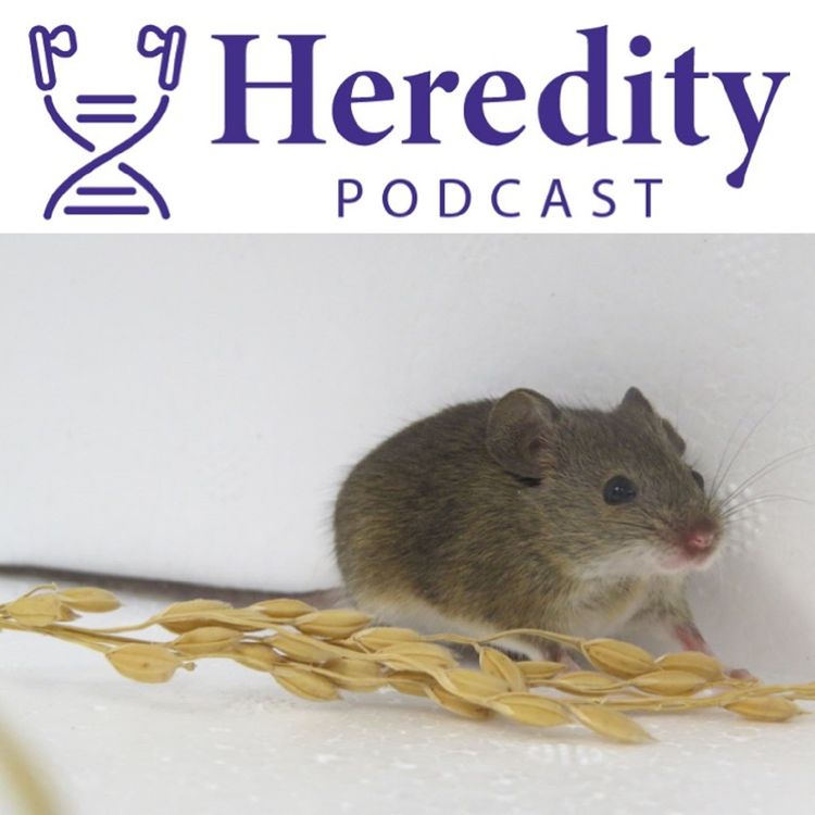 cover art for History according to mice