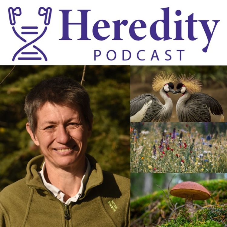 cover art for The evolution of the sexes