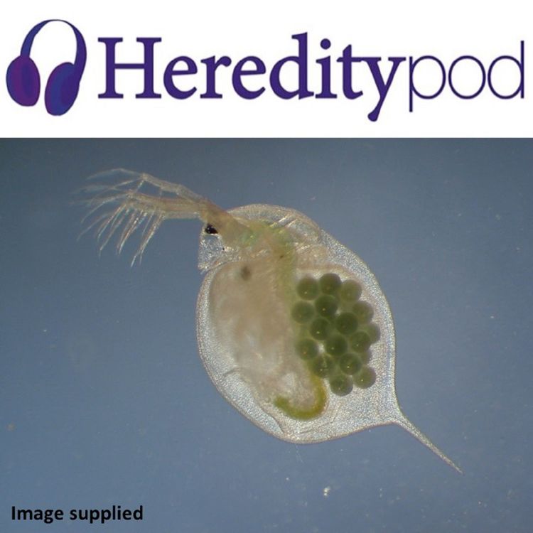 cover art for Alternative Entry Points