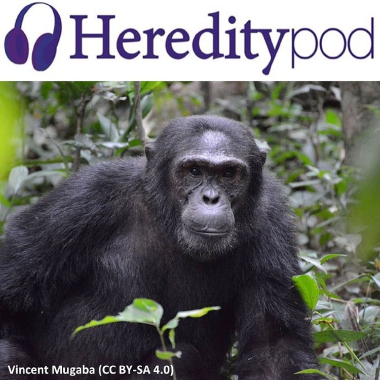 cover art for Targeted conservation of endangered chimps