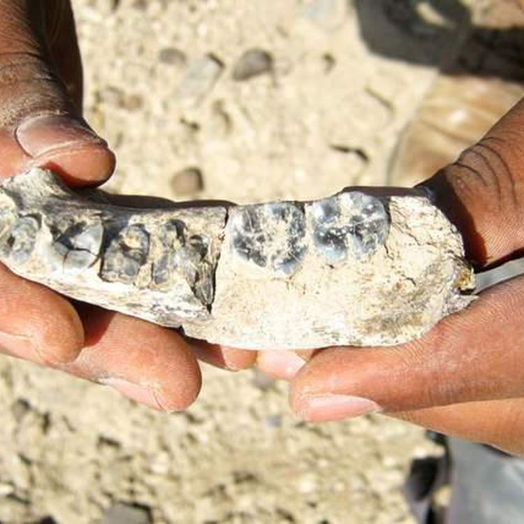 cover art for The New Statesman Podcast | Episode Eighty