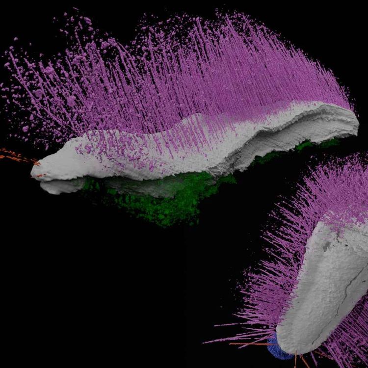 cover art for ‘Punk’ & ‘Emo’ Fossils: An evolution breakthrough?