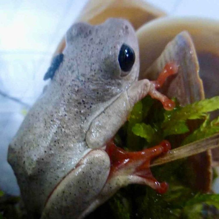 cover art for Scientist on invasive frogs found in roses, Nintendo Switch 2 reveal & more...