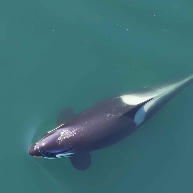 cover art for Killer whales groom each other using tools made from kelp