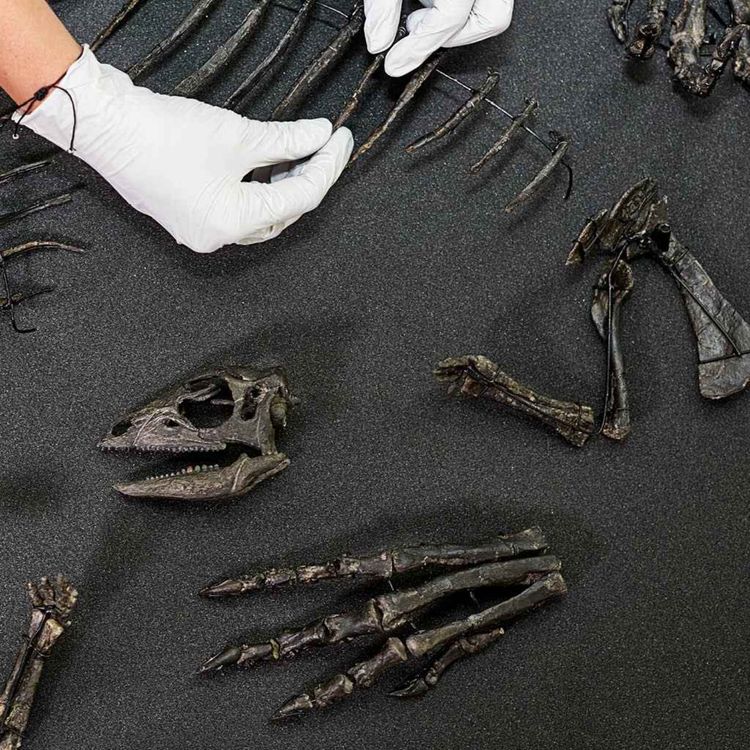 cover art for Rare dog-sized dinosaur species revealed for the first time