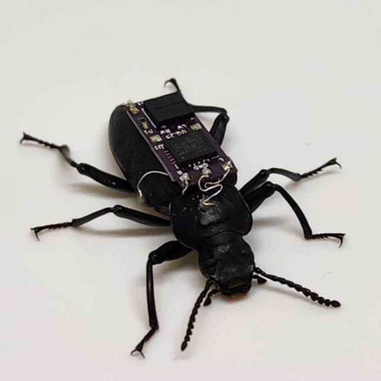 cover art for Beetles with microchip backpacks to help search and rescue crews