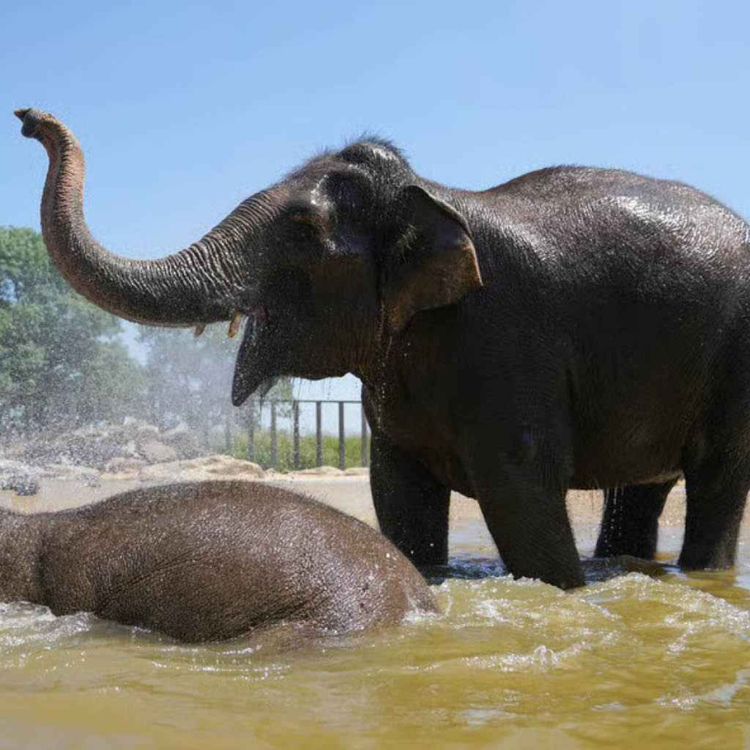 cover art for Studying elephants vibrations used to communicate enormous distances