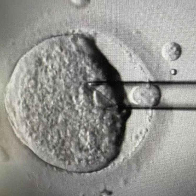 cover art for Groundbreaking IVF welcomes eight babies free from genetic disease