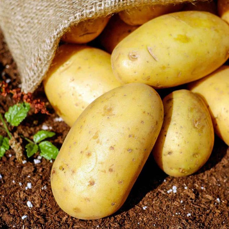 cover art for Family roots: potatoes evolved from tomatoes, study reveals