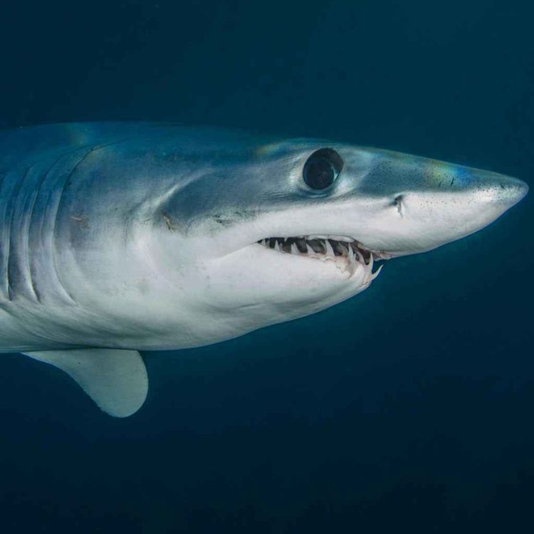 cover art for Storm Patrol: sharks fitted with sensors to predict hurricanes