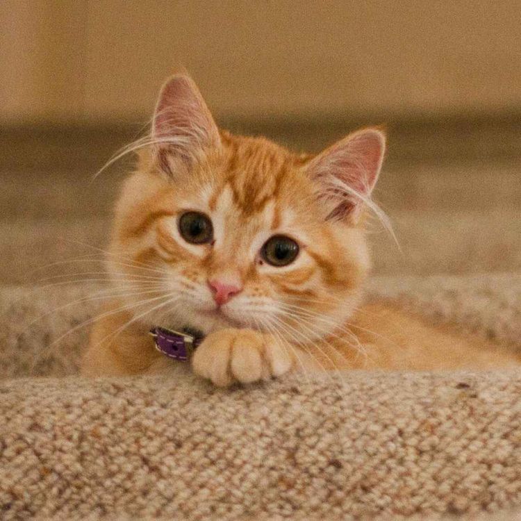 cover art for Cat dementia is similar to human Alzheimer's disease