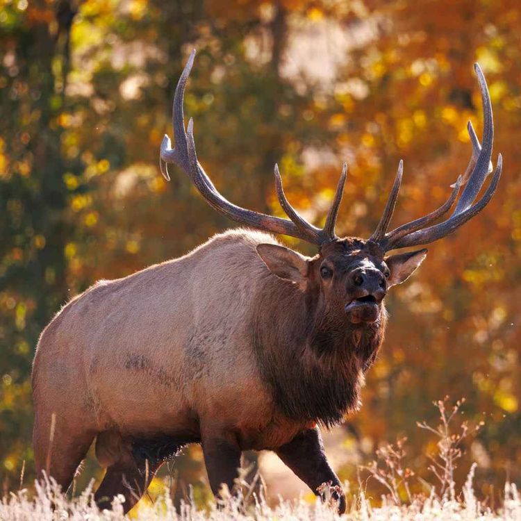 cover art for The world's largest animal crossing is being built in Colorado
