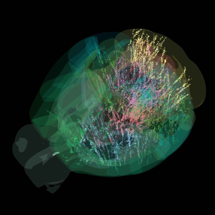 cover art for Mice with mini steering wheels reveal more about how our brains work