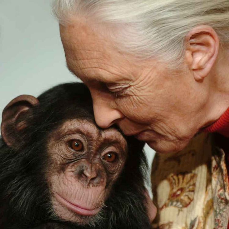 cover art for Dame Jane Goodall dies aged 91: "A great loss to the scientific world"
