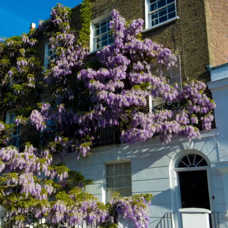cover art for Has London’s wisteria craze gone too far?