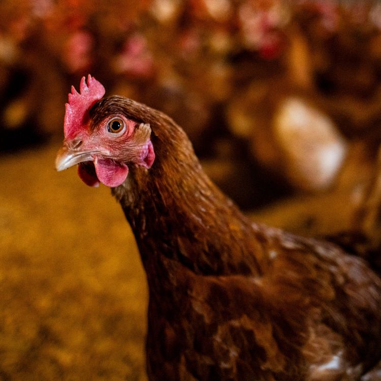 cover art for How to buy a happy chicken