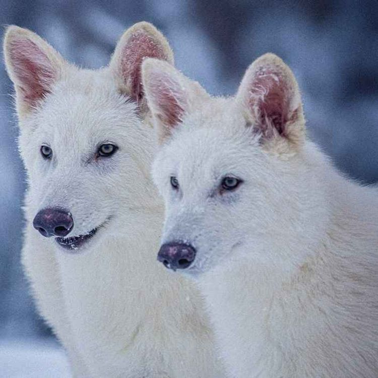 cover art for The future of de-extinction