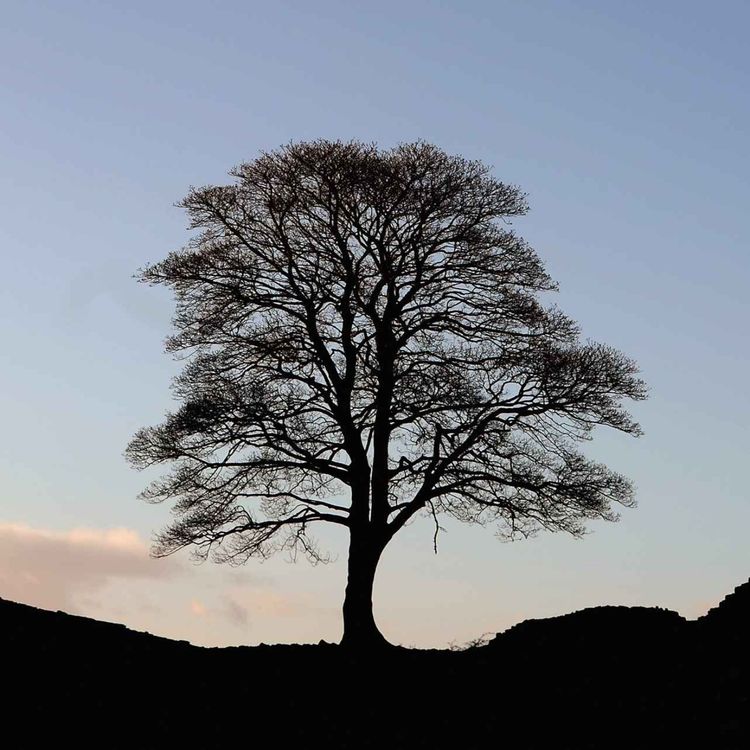 cover art for How the Sycamore Gap killers were caught
