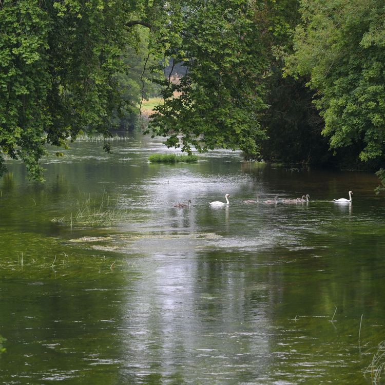 cover art for Why rivers need human rights