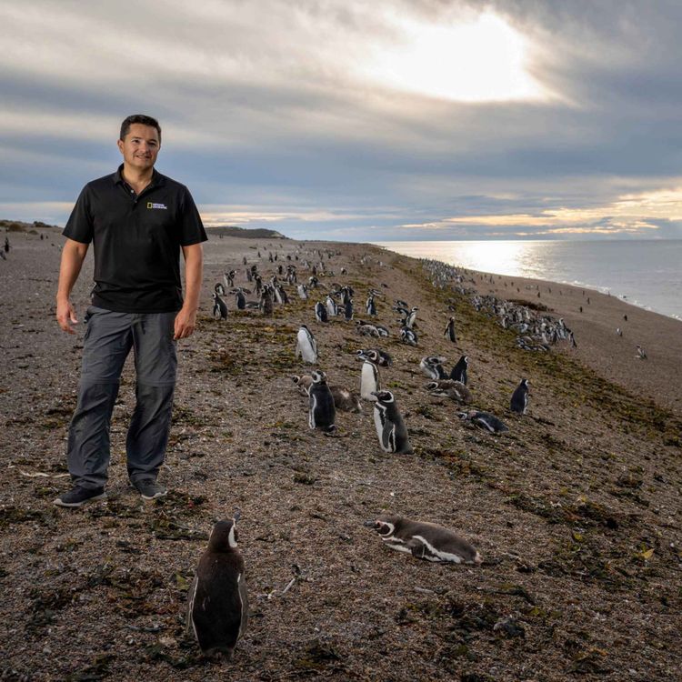 cover art for The Story presents: Planet Hope - the penguin guardian of Patagonia 