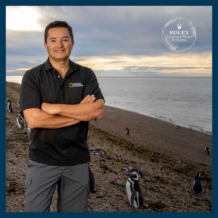 cover art for The Story presents: Planet Hope - the penguin guardian of Patagonia