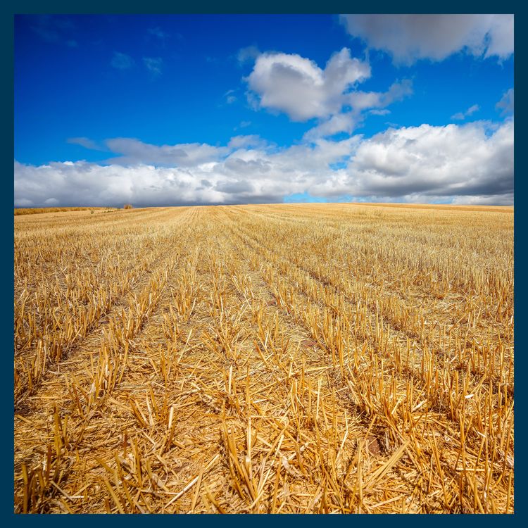 cover art for Why this summer's drought could lead to food shortages