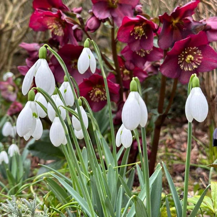 cover art for A Snowdrop Soiree