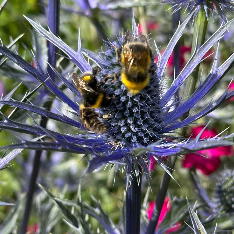 cover art for Summertime in Rosie Maye's Garden