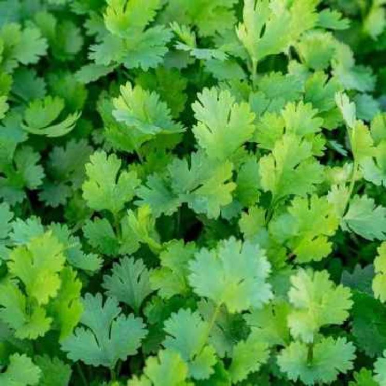 cover art for Herb of the Month Coriander