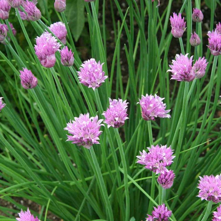 cover art for Herb of the Month Chives