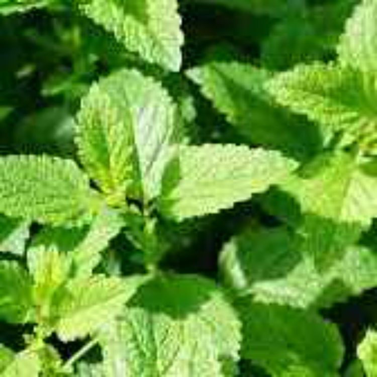 cover art for Herb of the Month Mint