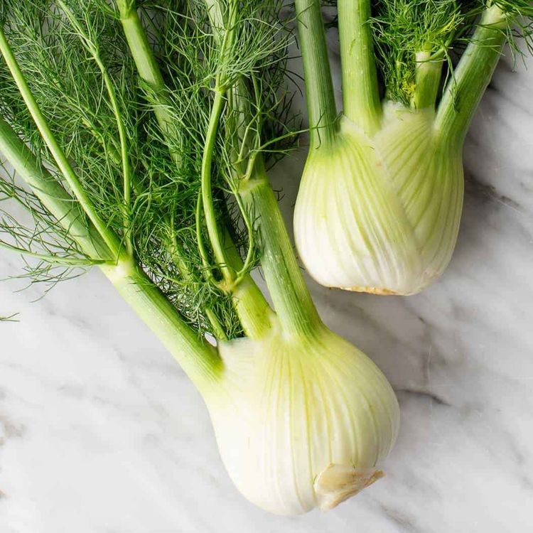 cover art for Herb of the Month Fennel