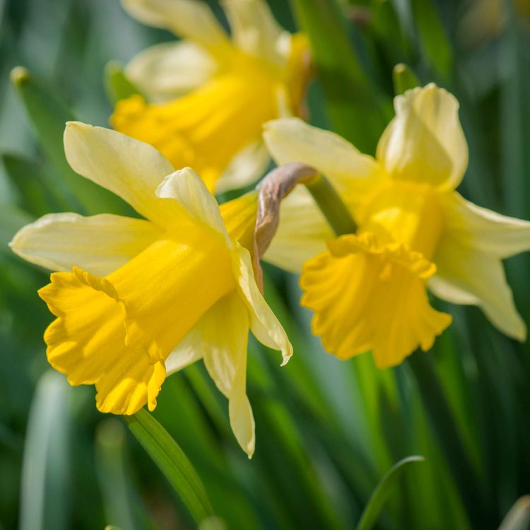 cover art for Irish Cancer Society needs your help this daffodil day
