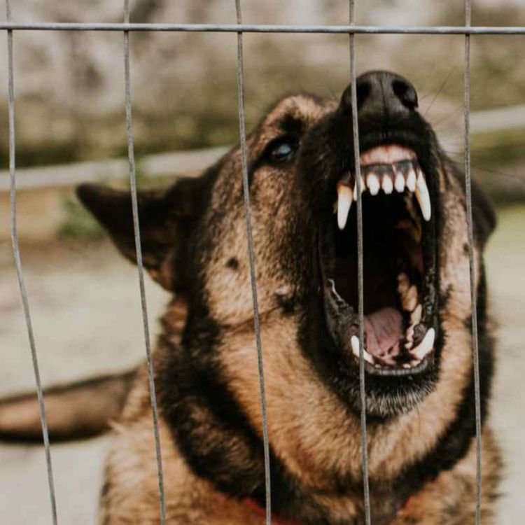 cover art for How can we defend ourselves against a dog attack?