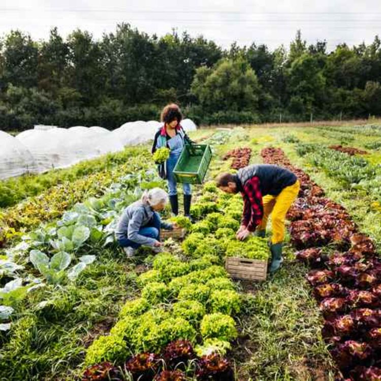 cover art for Limerick woman talks about her experience working in agriculture