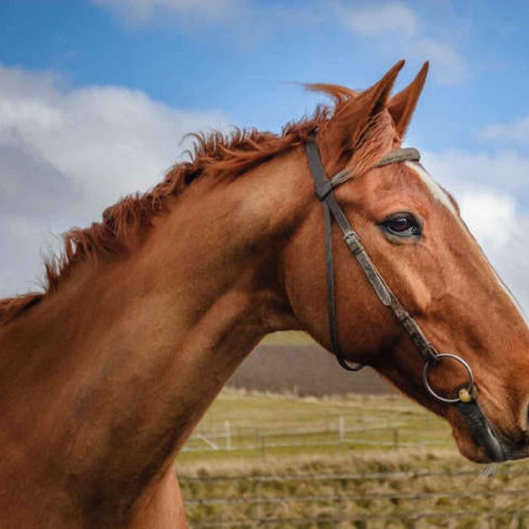 cover art for Limerick horse trainer reflects on 50 year career