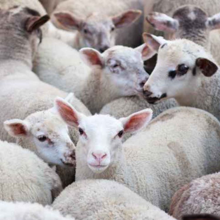 cover art for The shortage of lamb and the price of steak - how is it impacting you?
