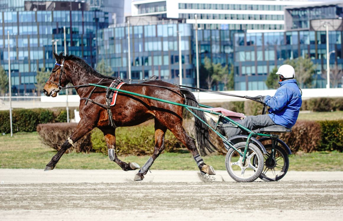cover art for Sulky racing in Limerick