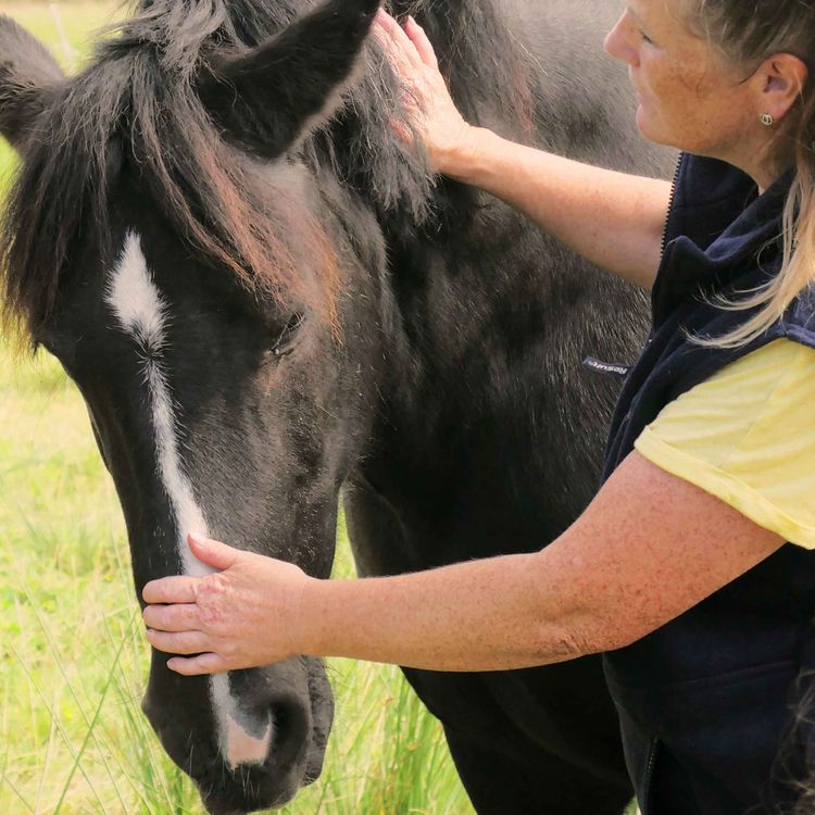 cover art for Combining Horses and Special Needs Education - We Meet an Equimotional Coach