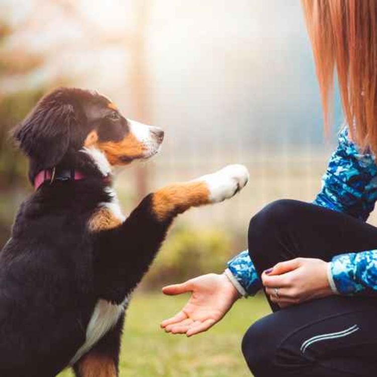 cover art for Puppy training online toolkit now available for dog lovers