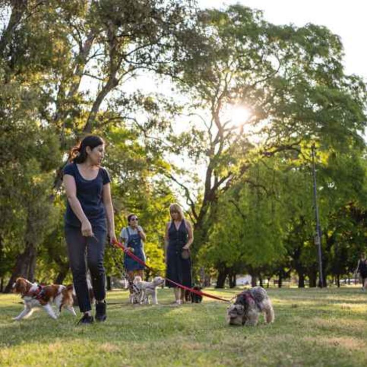 cover art for Dog park developments for Limerick