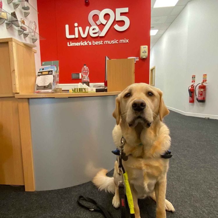cover art for Celebrating guide dogs in Limerick