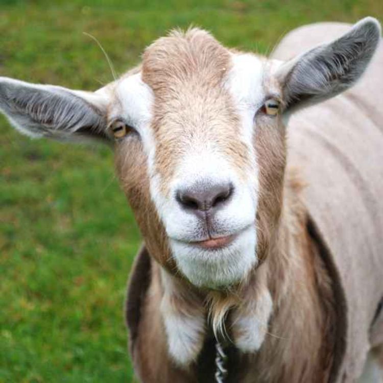 cover art for Goats cause havoc for residents in Limerick