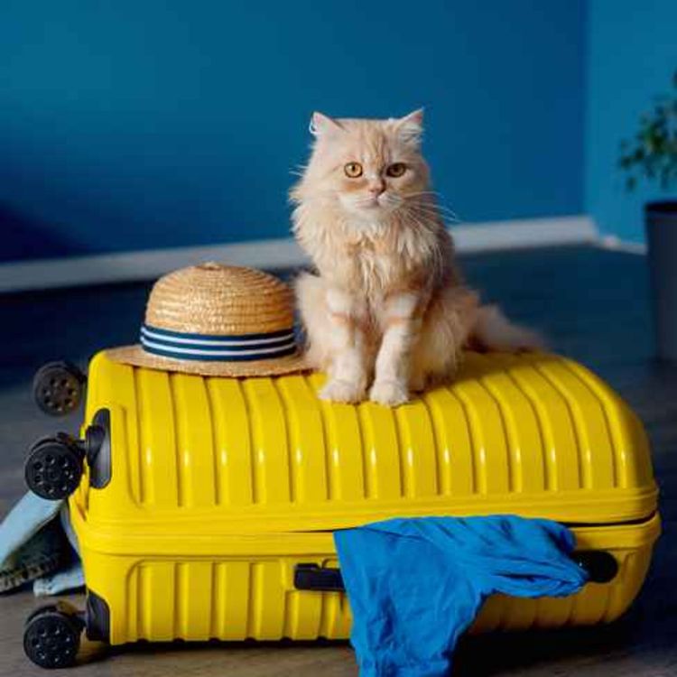 cover art for What to do with your pets while on holidays