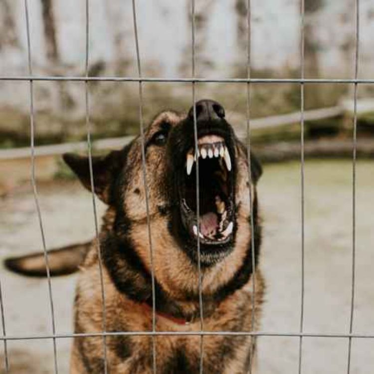 cover art for Limerick farm animals are being attacked by dogs 