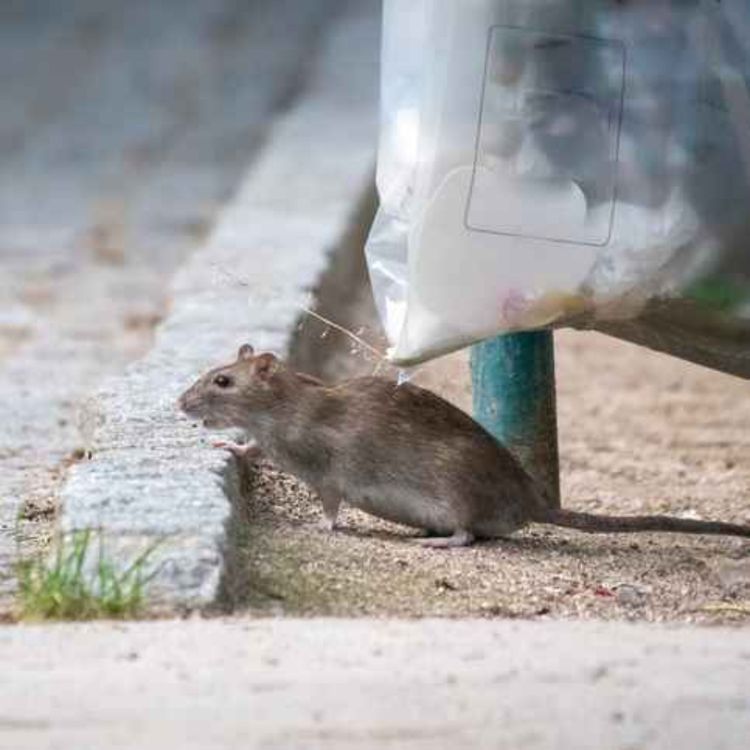 cover art for Limerick Council tackling rat problem in part of city centre